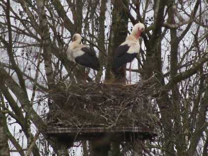Ein Storchenpaar auf dem Horst